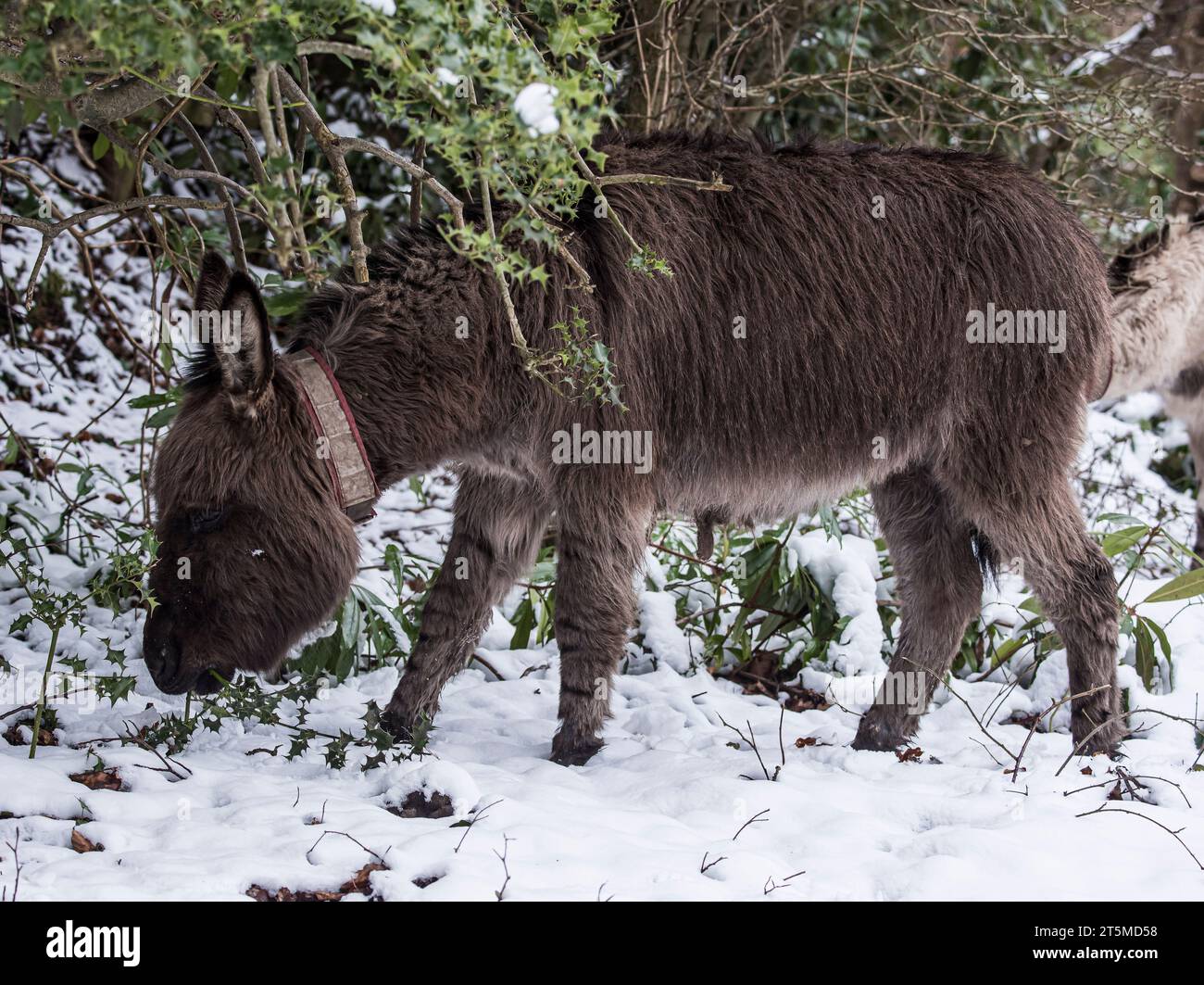 New Forest free roaming livestock, ponies, donkeys, cows in a winter landscape following a snowfall March 2018 Stock Photo