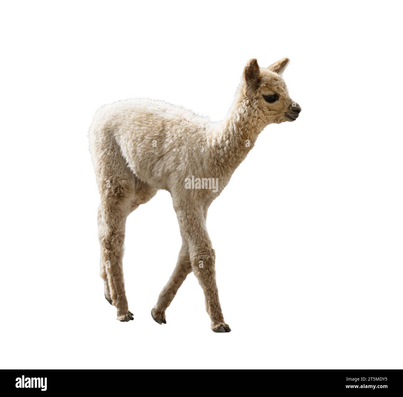 A Pacos Lama, Alpaca  on a transparent background Stock Photo