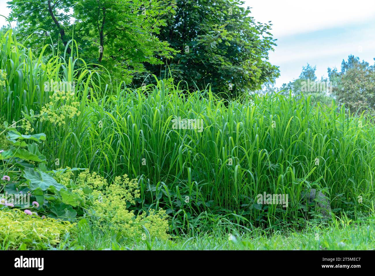 Tall grass, trees, flowers and plants in the summer garden. Stock Photo