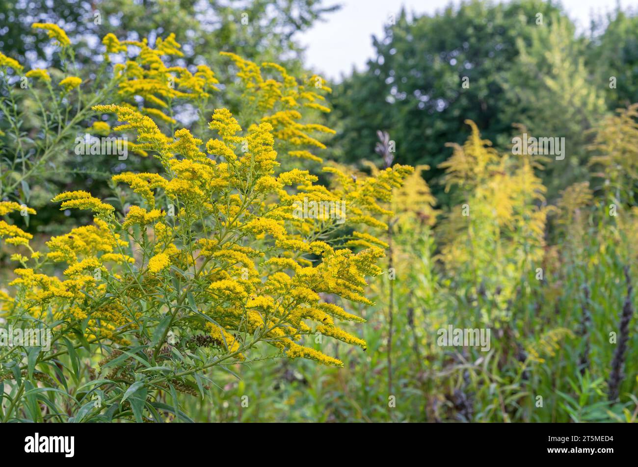 Canadian goldenrod or Solidago canadensis blooms with yellow flowers in autumn. Stock Photo