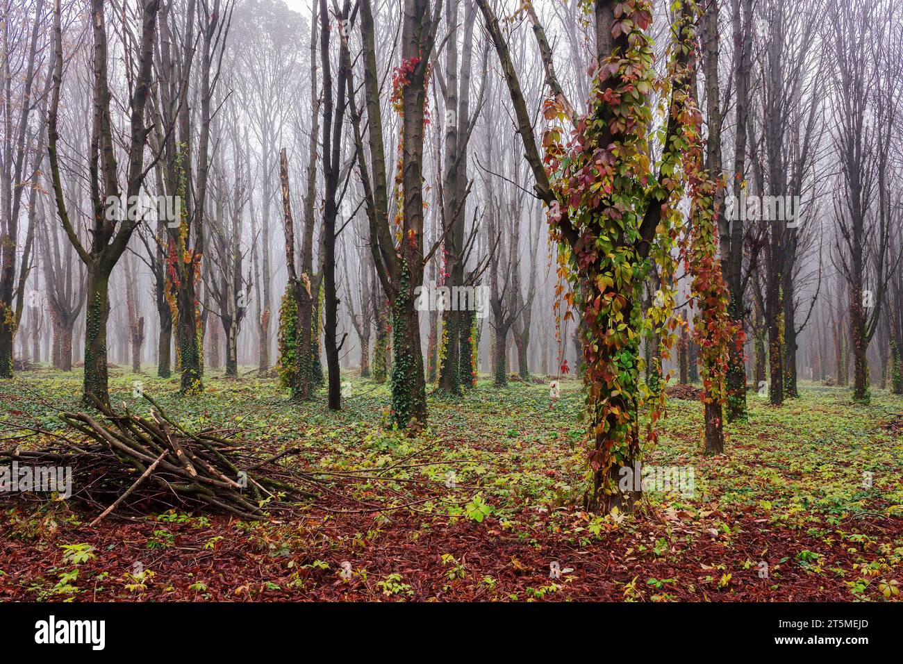 leafless forest on a misty morning. creeper plant on the trunks Stock Photo