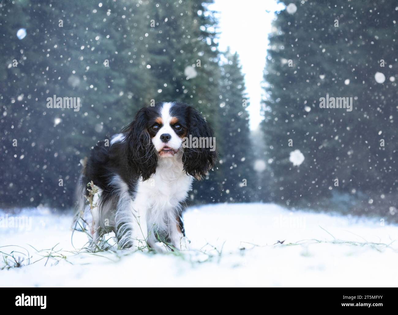 cavalier king charles staying in the nature Stock Photo