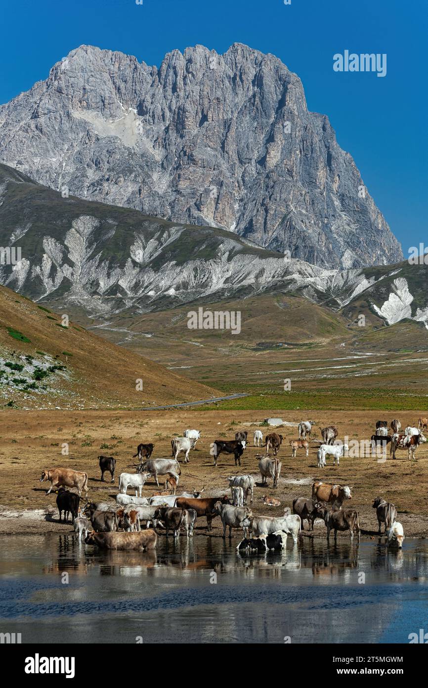 Cows In Italy Herd of cows drinking at Lake Pietransieri on the Campo Imperatore ...