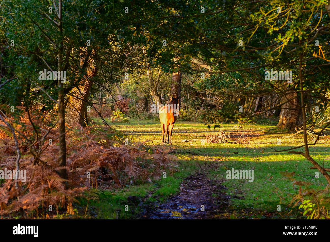 Ponies in the New Forest, England Stock Photo