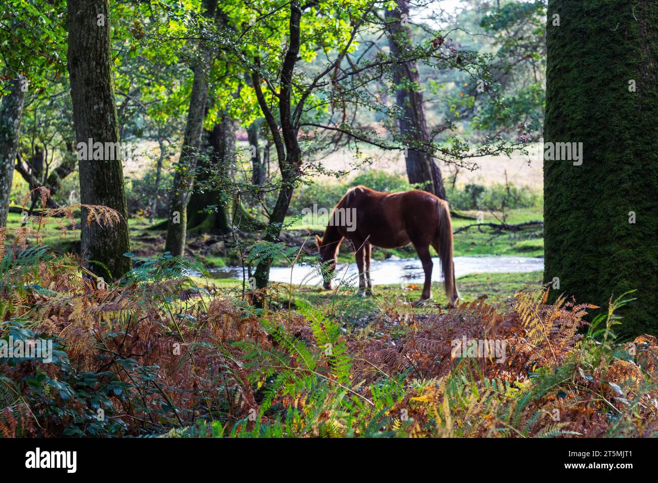 Ponies in the New Forest, England Stock Photo