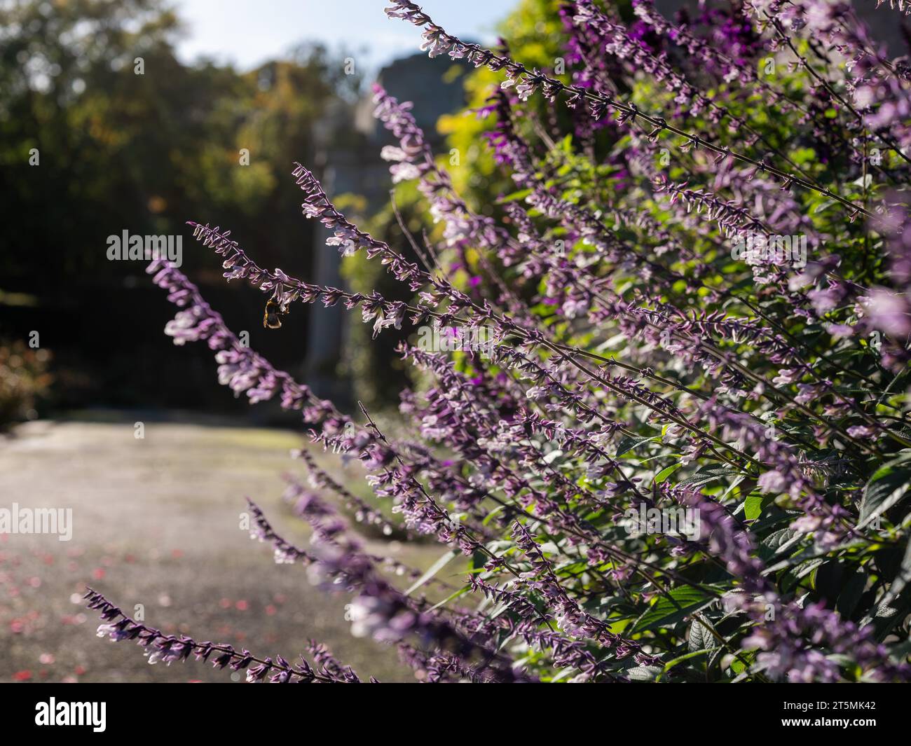 A bumble bee interacting with flowers in a park. Stock Photo