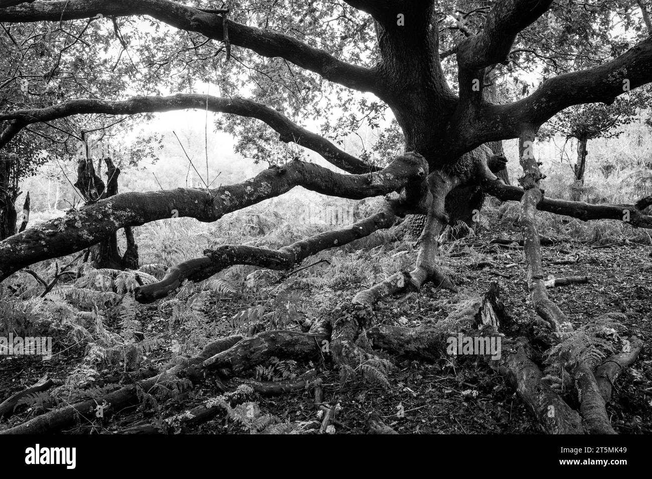 Old trees in the New Forest, England, in black and white Stock Photo
