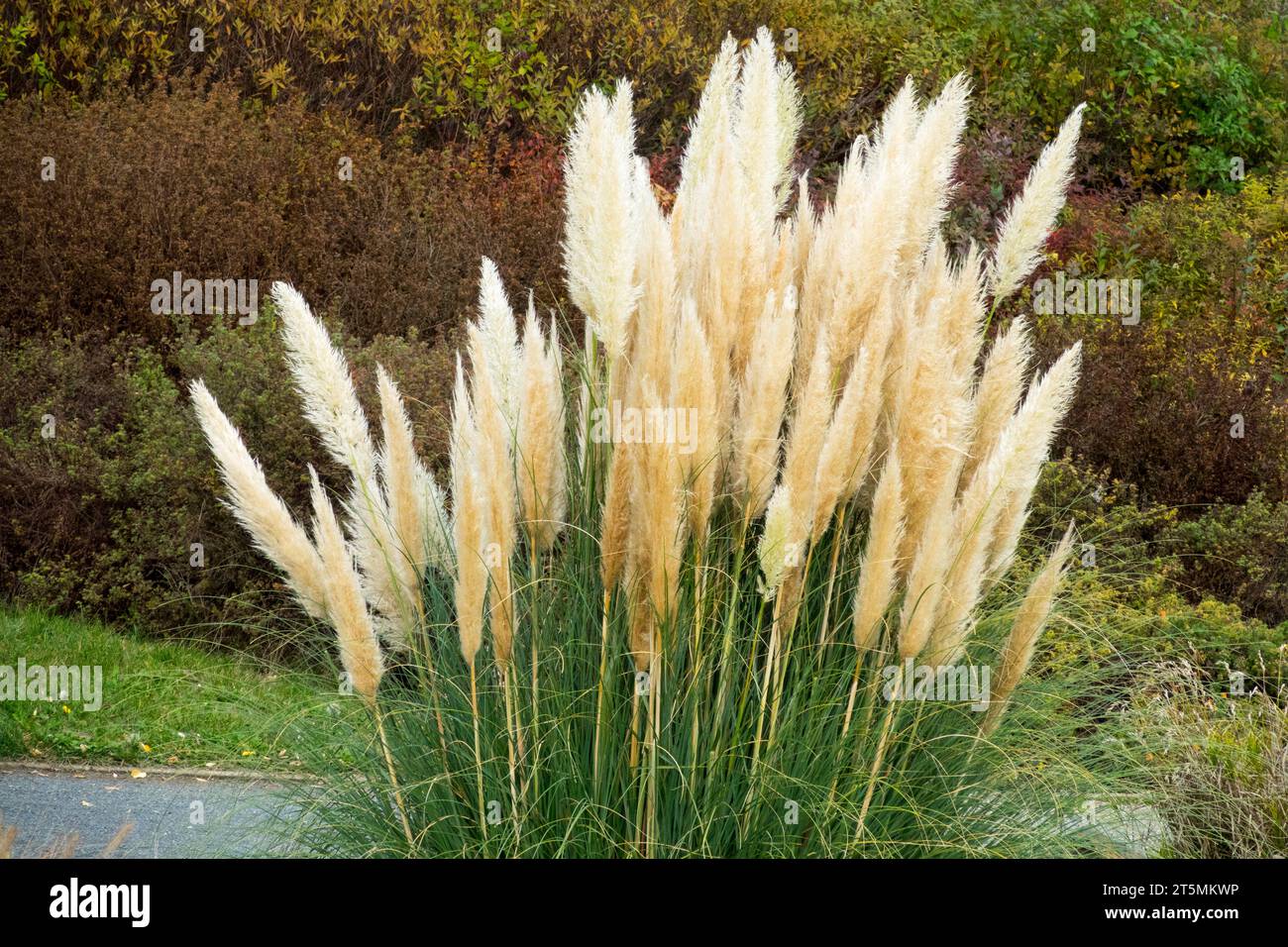 Autumn, Ornamental grass, Cortaderia selloana Pampas grass in the Garden Stock Photo