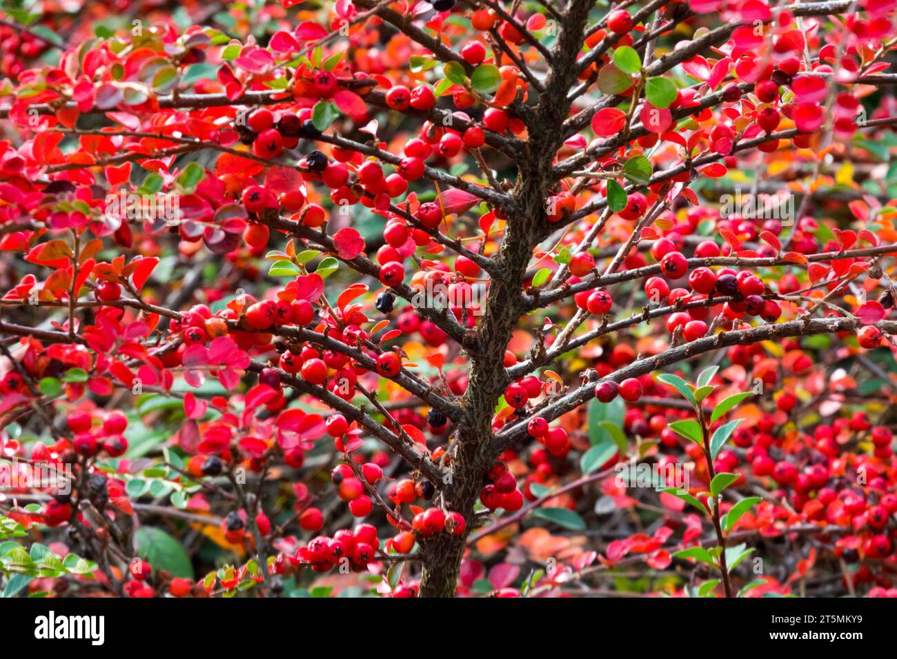 Autumn, Deciduous, Shrub, Turn Red, Berries, leaves, branches, Foliage, Cotoneaster horizontalis 'Robusta' Stock Photo