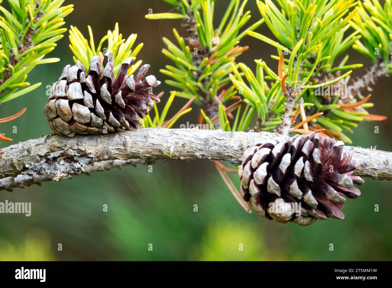 Cones on a branch, Jack Pine, Cone, Conifer, Pine, Pinus banksiana 'Schoodic' Stock Photo
