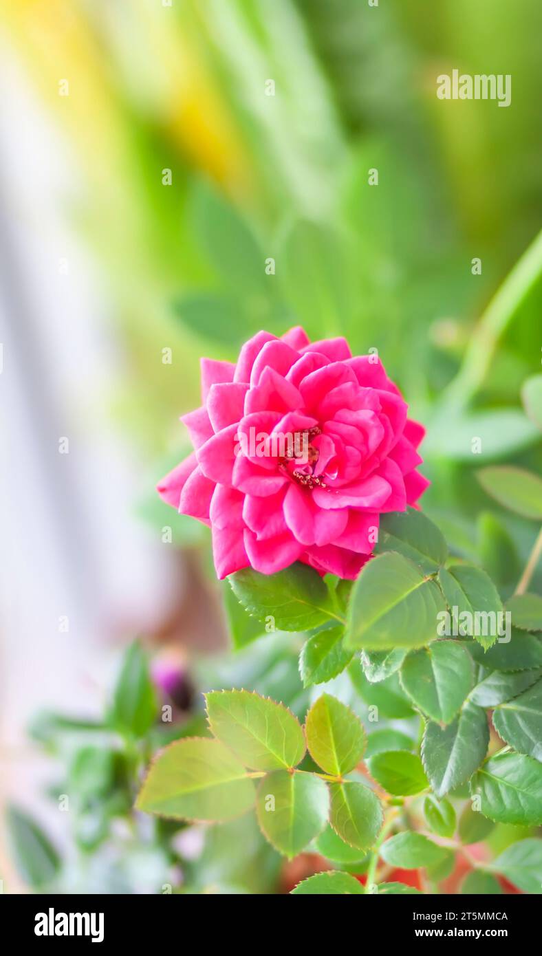 Mini rose bush in pot hi-res stock photography and images - Alamy
