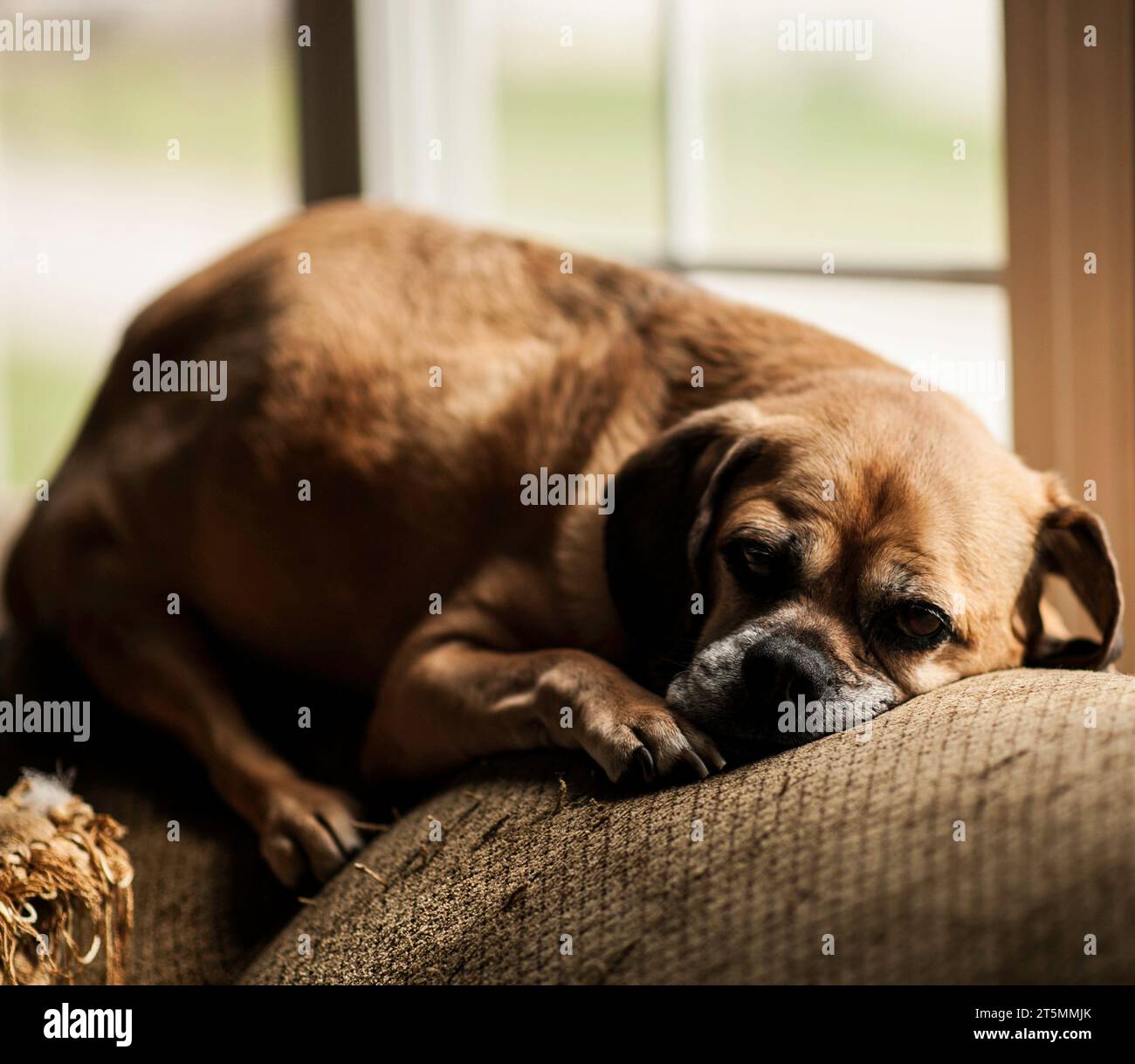 Brown Puggle dog sleeping on couch Stock Photo