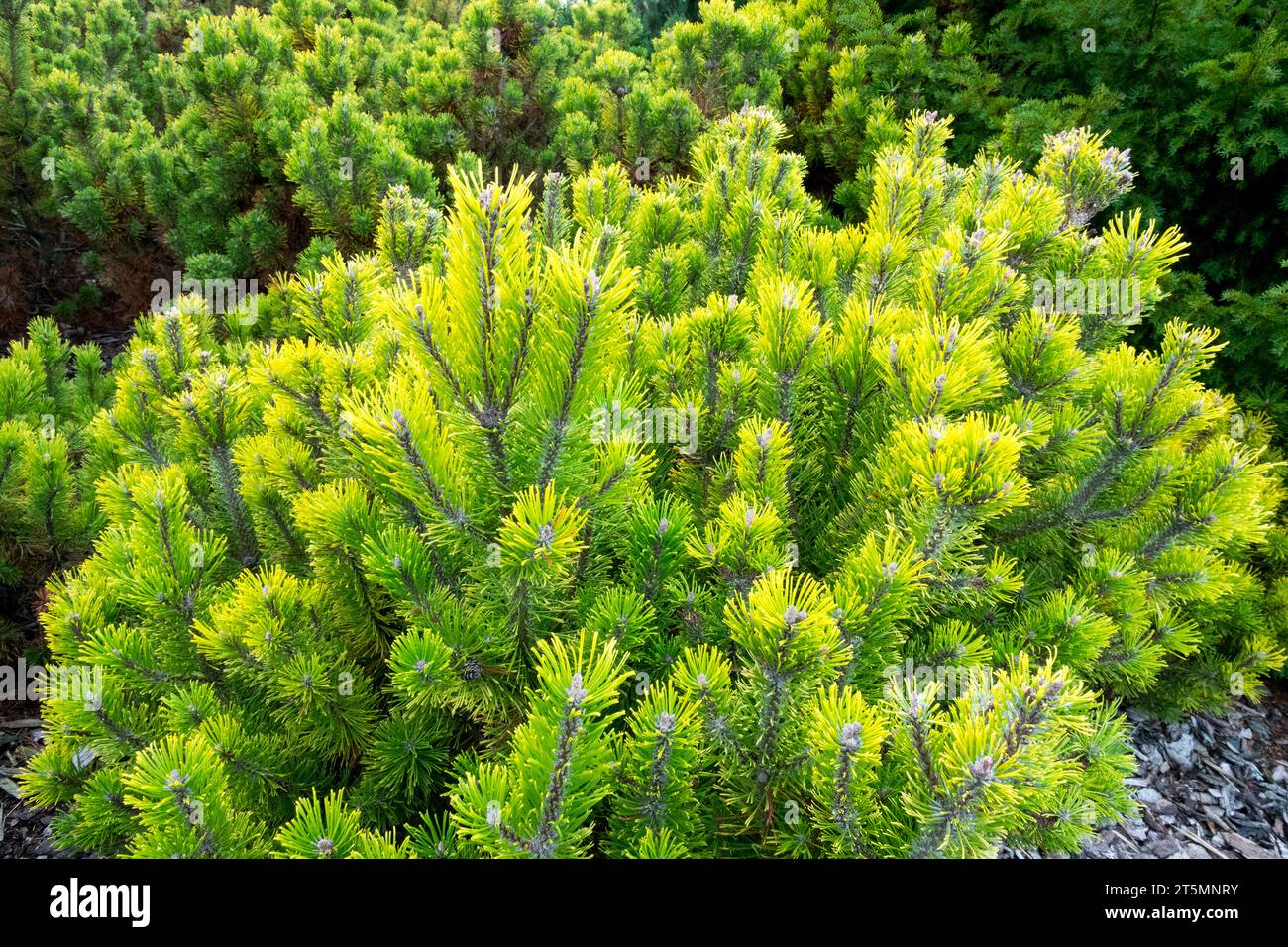 Golden, Yellow, Mountain Pine, Pinus mugo 'Winter Gold' in Garden Pinus Winter Gold Stock Photo