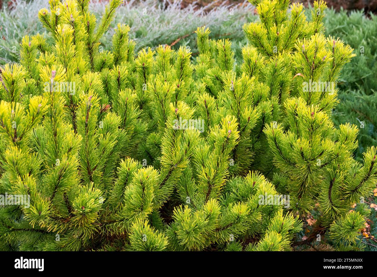 Pinus mugo 'Laarheide' Mountain Pine, Golden, Pinus, Foliage in Garden Stock Photo