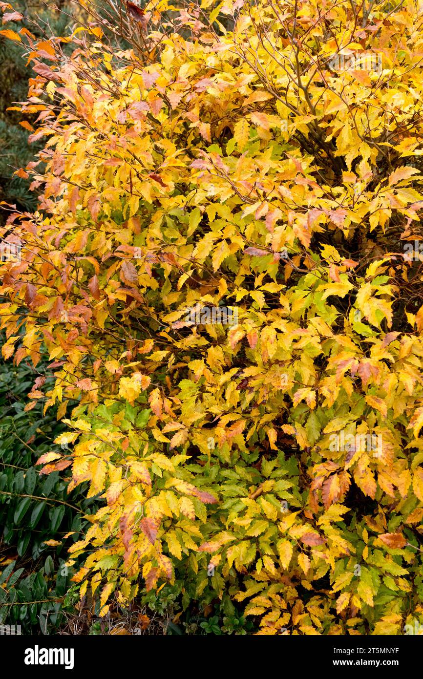 Autumn, European Beech, Fagus sylvatica 'Sandrode', Tree, Dwarf, Foliage, in, Garden Stock Photo