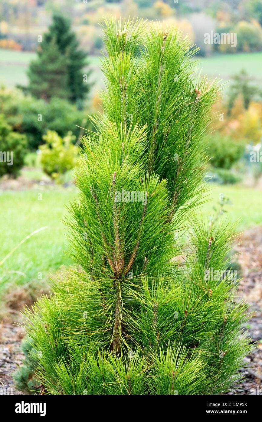 Japanese Red Pine, Pinus densiflora 'Fastigiata' in garden Stock Photo
