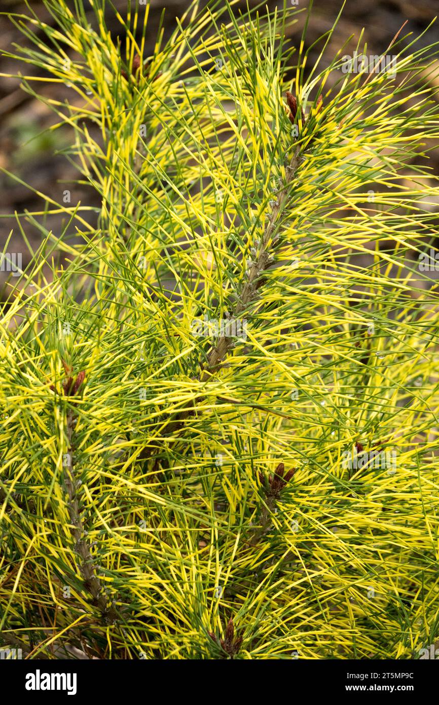 Japanese Red Pine, Autumn, Needles, Pinus densiflora 'Cesarinis Variegated' Stock Photo