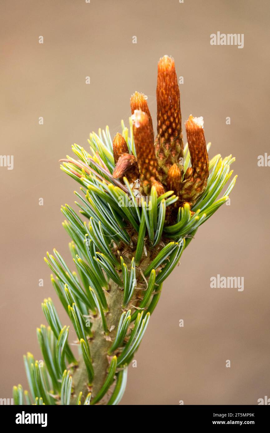 Japanese White Pine, Pinus parviflora 'Momo-yama', Needles Stock Photo