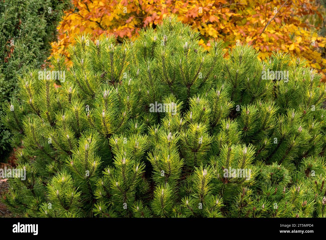 Mugo pine, Pinus mugo, Mountain Pine, Foliage, Pinus mugo 'Sunshine' in garden Stock Photo