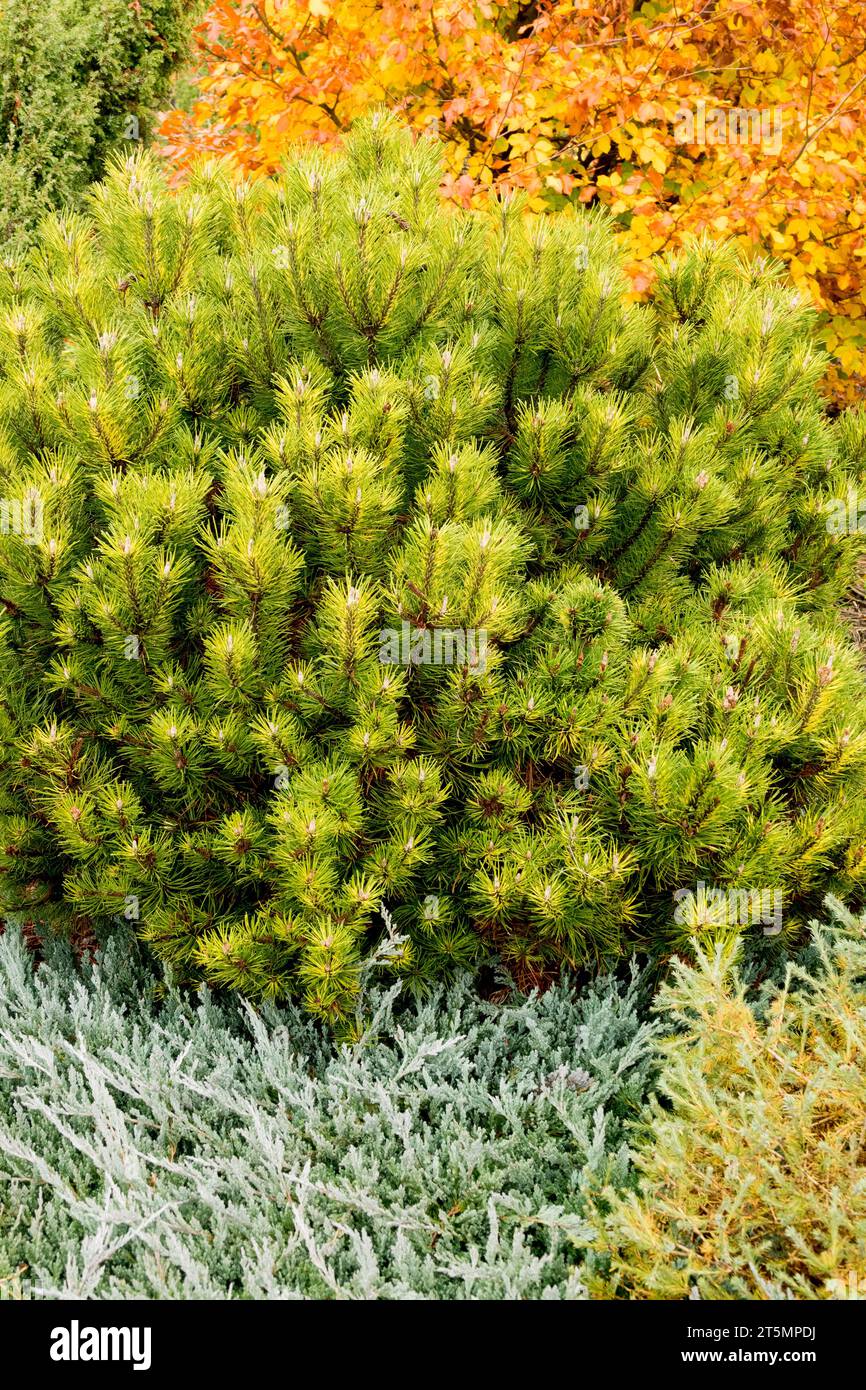 Pinus mugo 'Sunshine', Season, Colour, Conifer in Garden, Mountain Pine Stock Photo