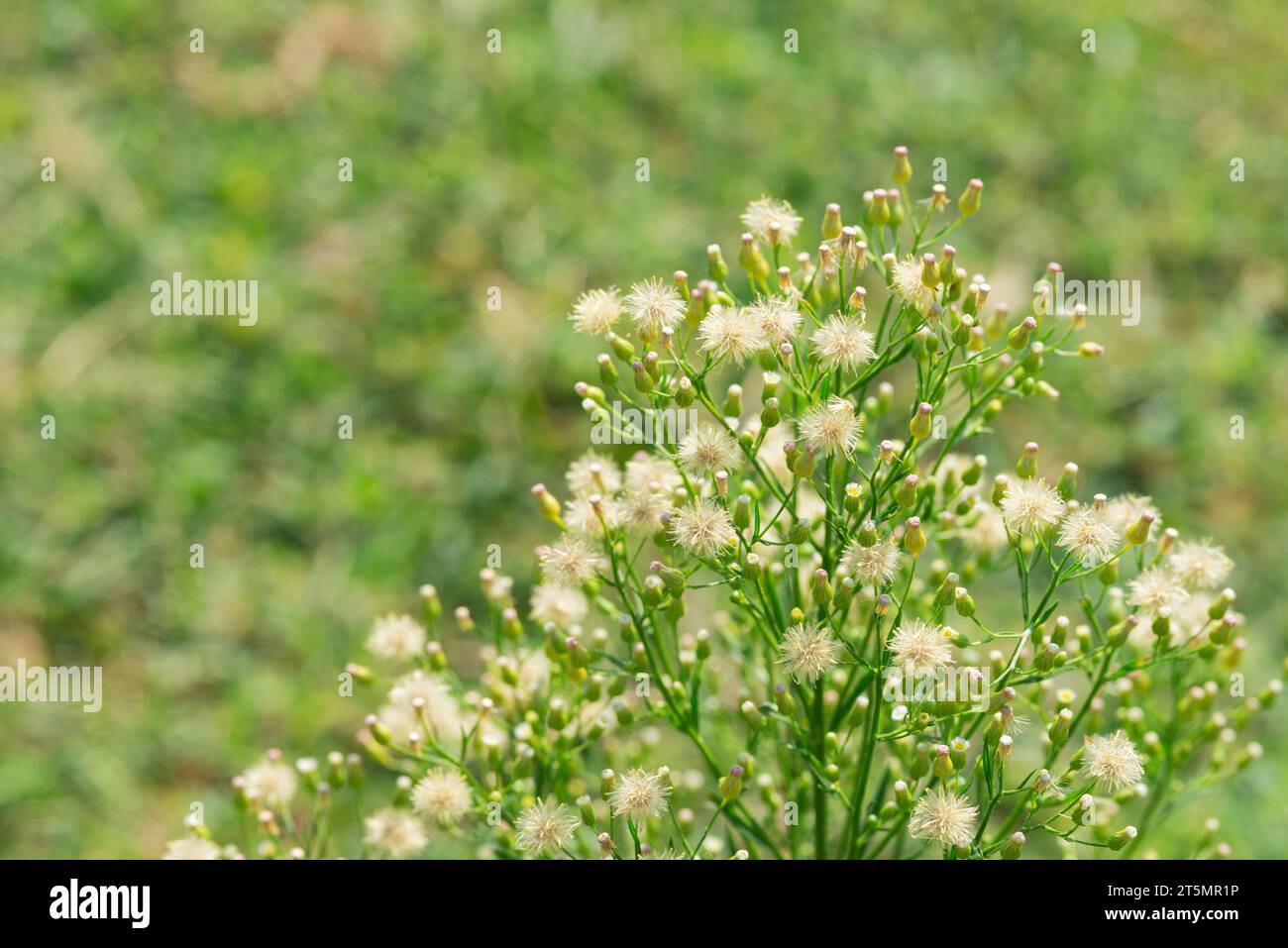 Italy, Lombardy, Horseweed Flosers, Erigeron Canadensis Stock Photo