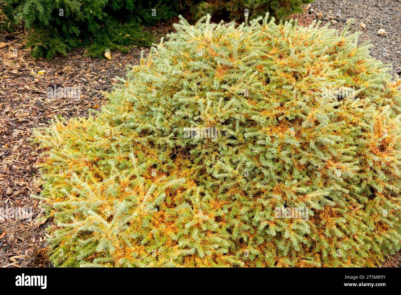 European larch, Larix decidua 'Oberforster Karsten', dwarf, Conifer, Tree, Autumn, Foliage in Garden Stock Photo