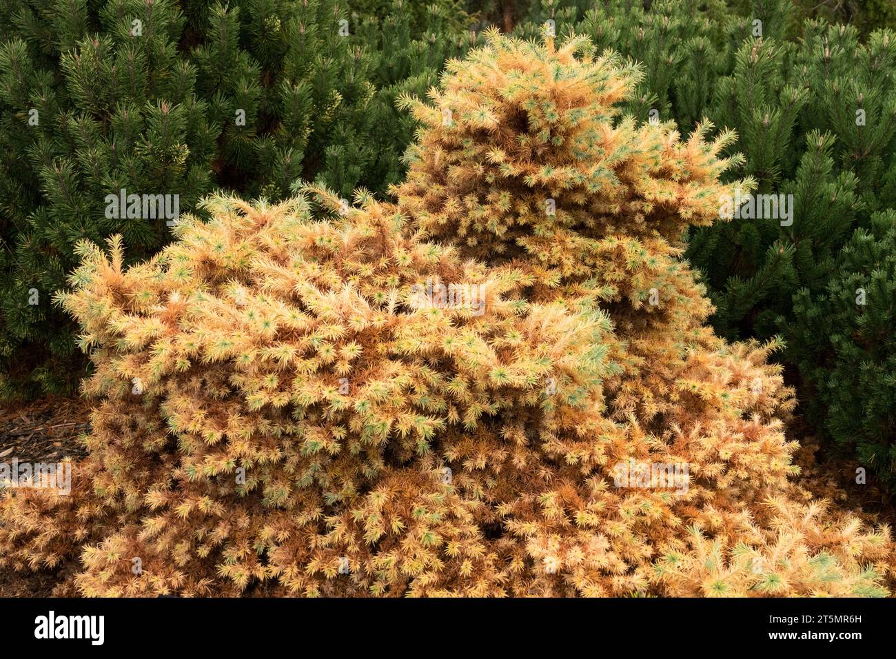 Autumn, Japanese Larch, Leaves, Larix, Foliage, Larix leptolepis, dwarf, Larix kaempferi Wolterdingen in garden Stock Photo