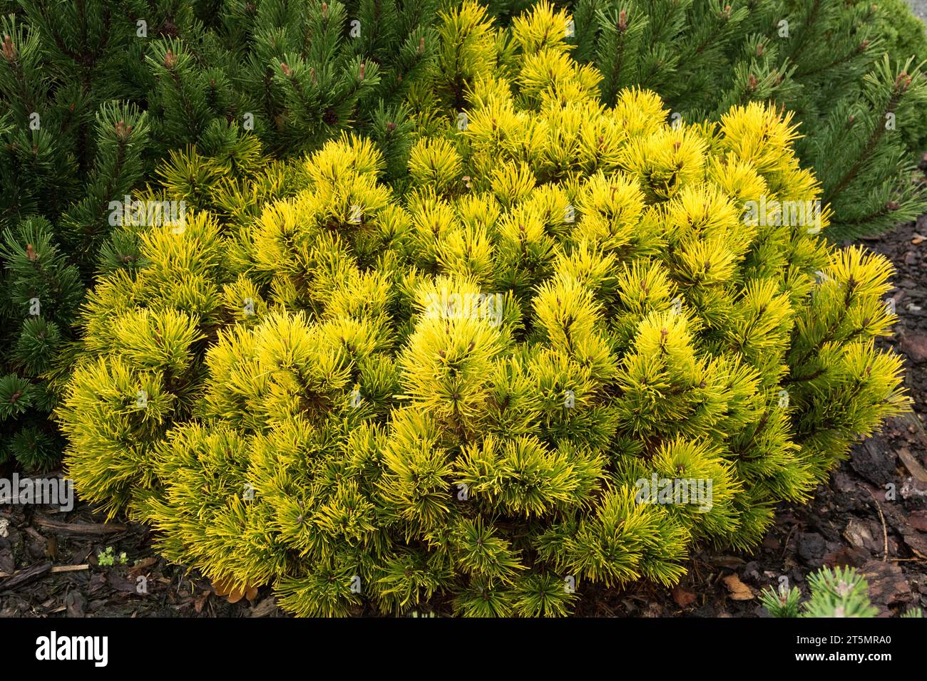 Garden, conifer, small, Mountain Pine, yellow, autumn, beautiful, colour, Pinus mugo 'Piatra Crairului' dwarf Mugo Pine Stock Photo