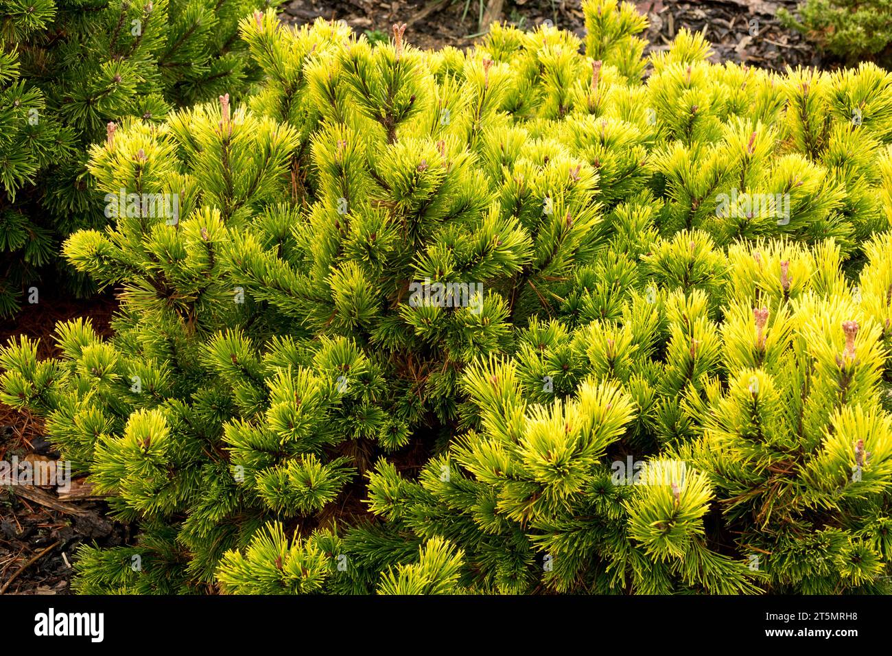 Mountain Pine, Pinus mugo "Little Gold Star" or "Little Goldstar" in autumn Stock Photo