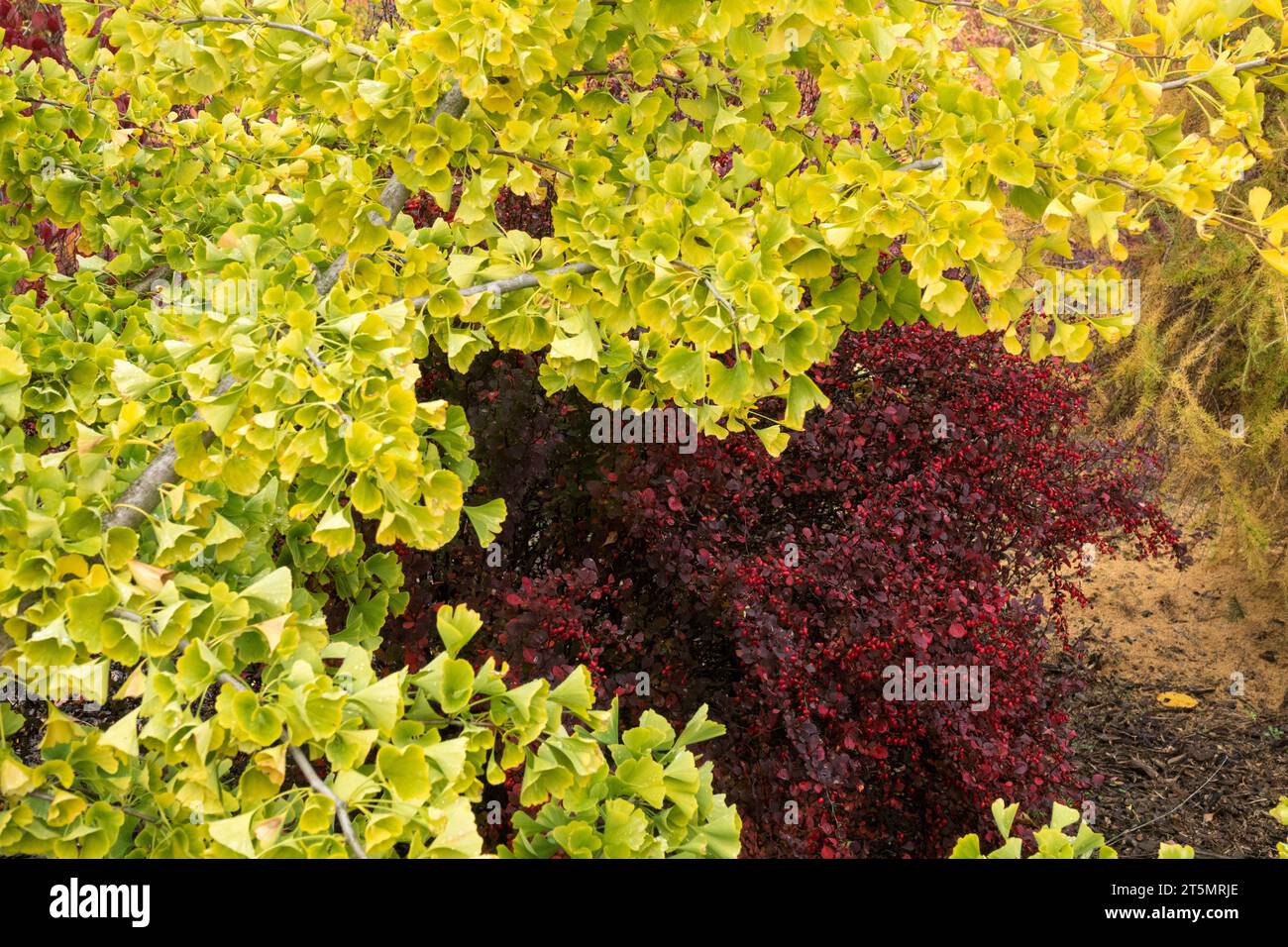 Maidenhair Tree, Ginkgo biloba Lover, branch, foliage, yellowing, leaves in autumn garden Stock Photo