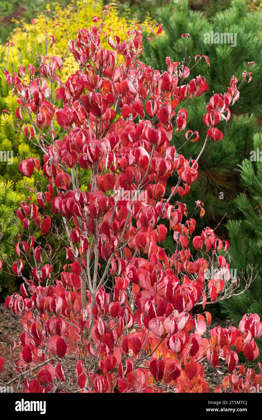 Turning, leaves, Red, Autumn, Garden, Foliage, Tree, Cornus florida, Eastern Dogwood Stock Photo