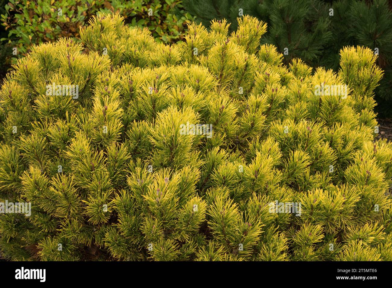 Mountain Pine, Pinus mugo 'Carsten' or 'Carstens Wintergold' Stock Photo