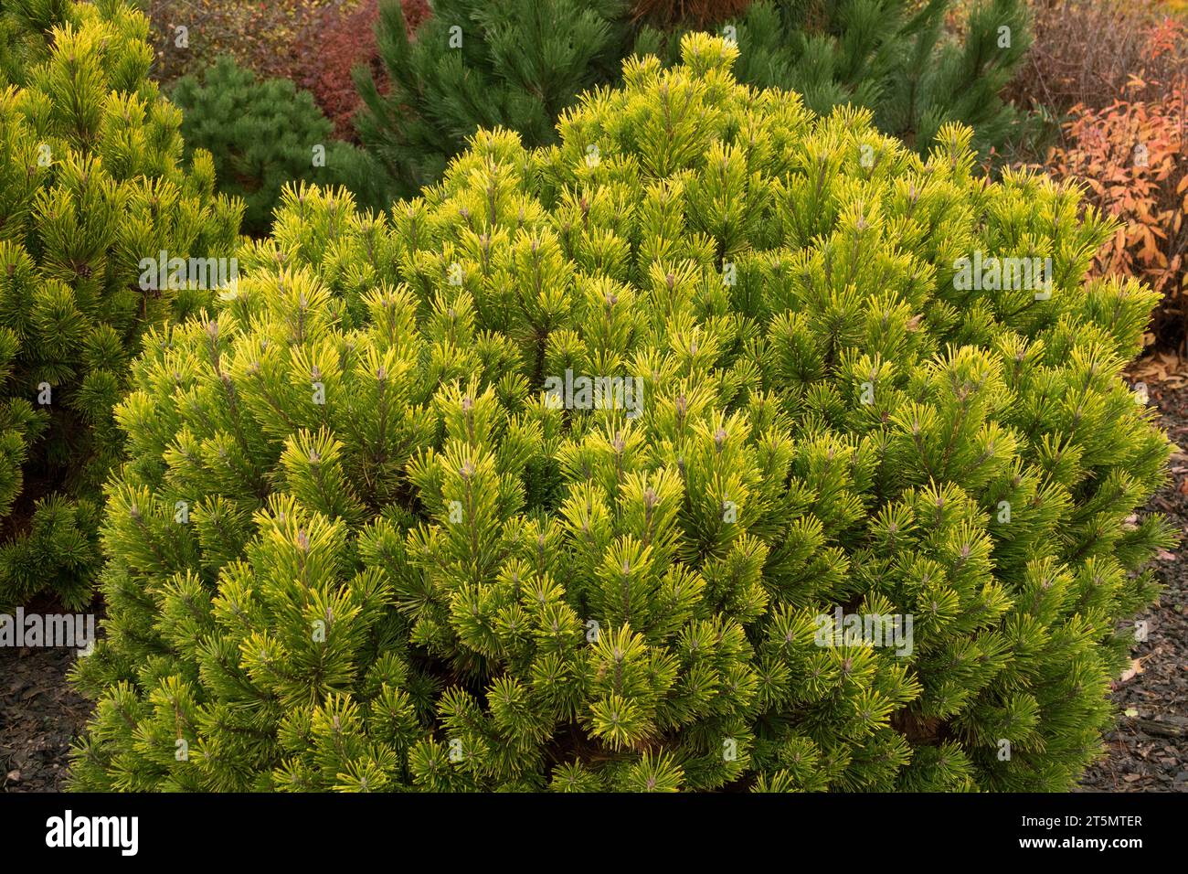 Yellow, Coniferous, Tree, Season, autumnal, color, Garden, Mountain Pine, Pinus mugo 'Jalubí' Stock Photo