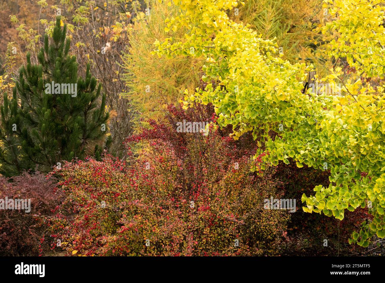 Season, November, Garden, autumnal, colour, trees, Maidenhair Tree, Japanese Barberry, Autumn, Foliage Stock Photo