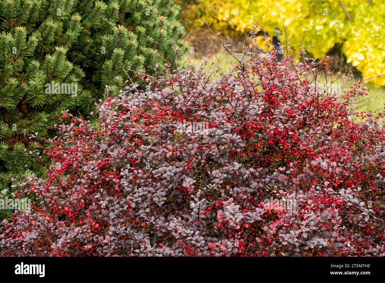 Dark, Red, Green, Yellow, Autumn, Garden, Japanese Barberry, Berberis thunbergii 'Pow Wow' Stock Photo