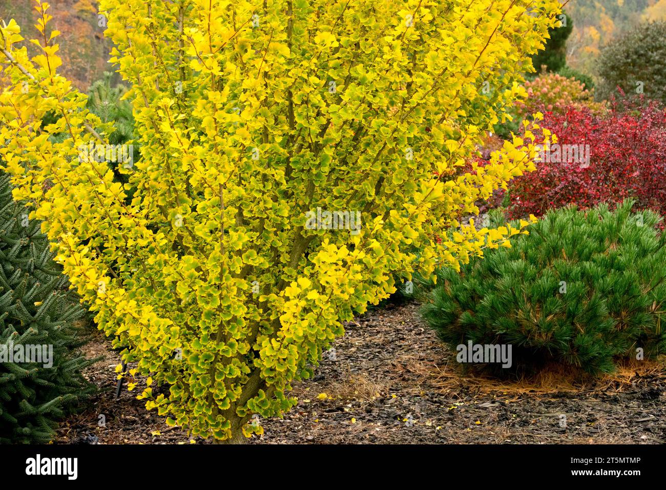 Autumn, Garden, Tree, Ginkgo biloba 'Menhir', Maidenhair Tree Stock Photo