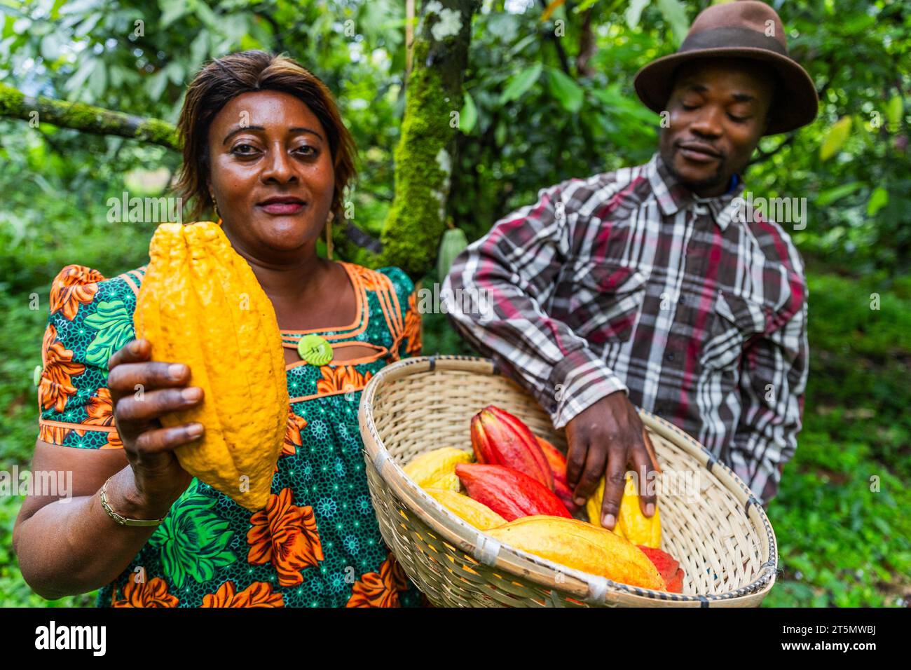 The two cocoa pickers exhibit the fruit of their harvest in a basket filled with cocoa pods. Stock Photo