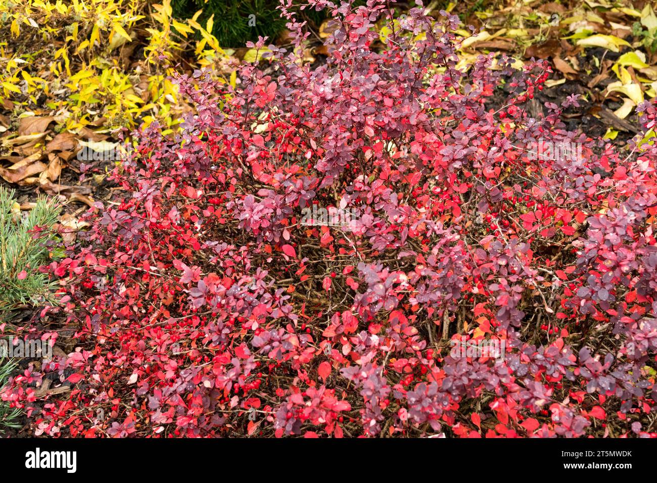 Japanese Barberry, Berberis thunbergii 'Inspiration' in autumn garden colour Stock Photo