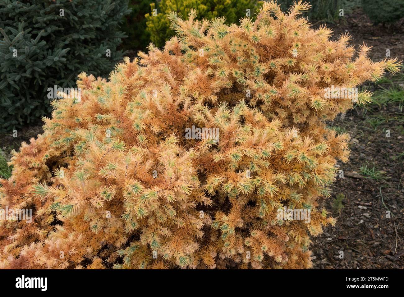 Japanese Larch, Larix kaempferi 'Wehlen', autumnal, November, Season, Tree, dwarf Stock Photo