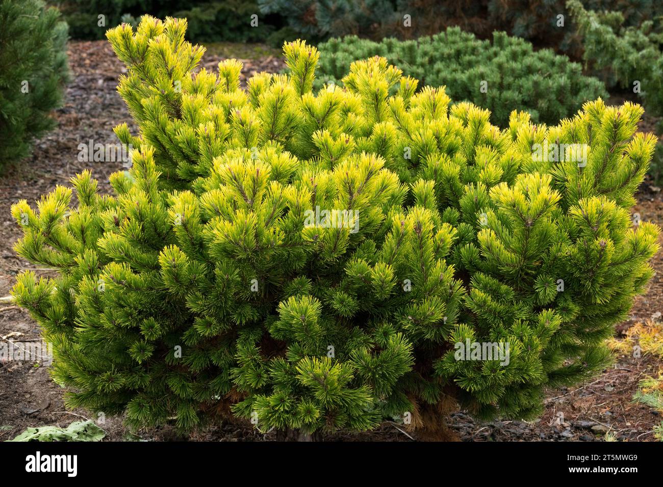 Pinus mugo, Tree, Mugo pine, Mountain Pine, Coniferous, Pine, Garden, Yellow, Pinus mugo 'Little Gold Star' Stock Photo