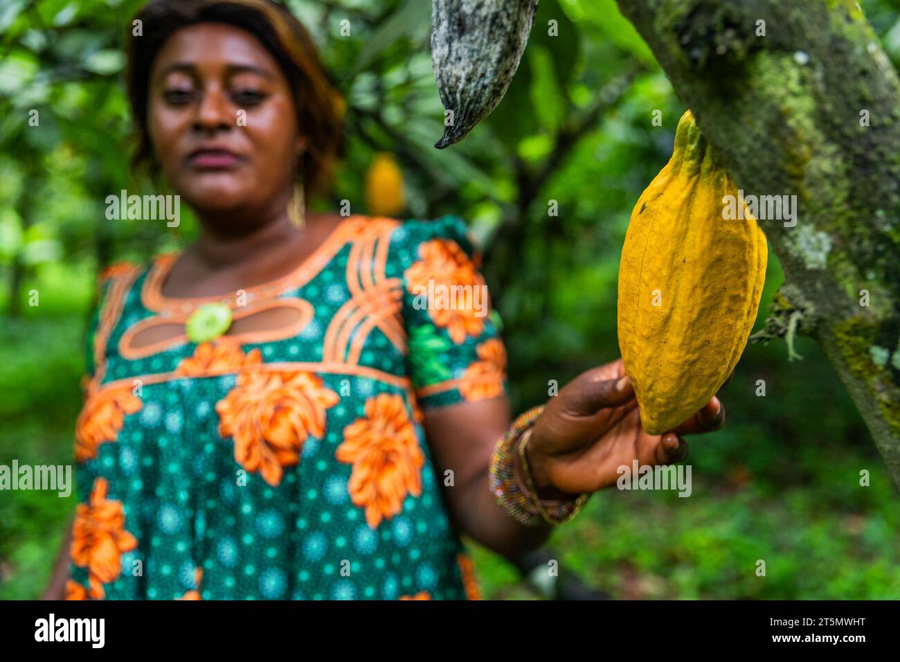 Middle age African woman in the cocoa field touches a ripe yellow pod attached to the tree. Stock Photo