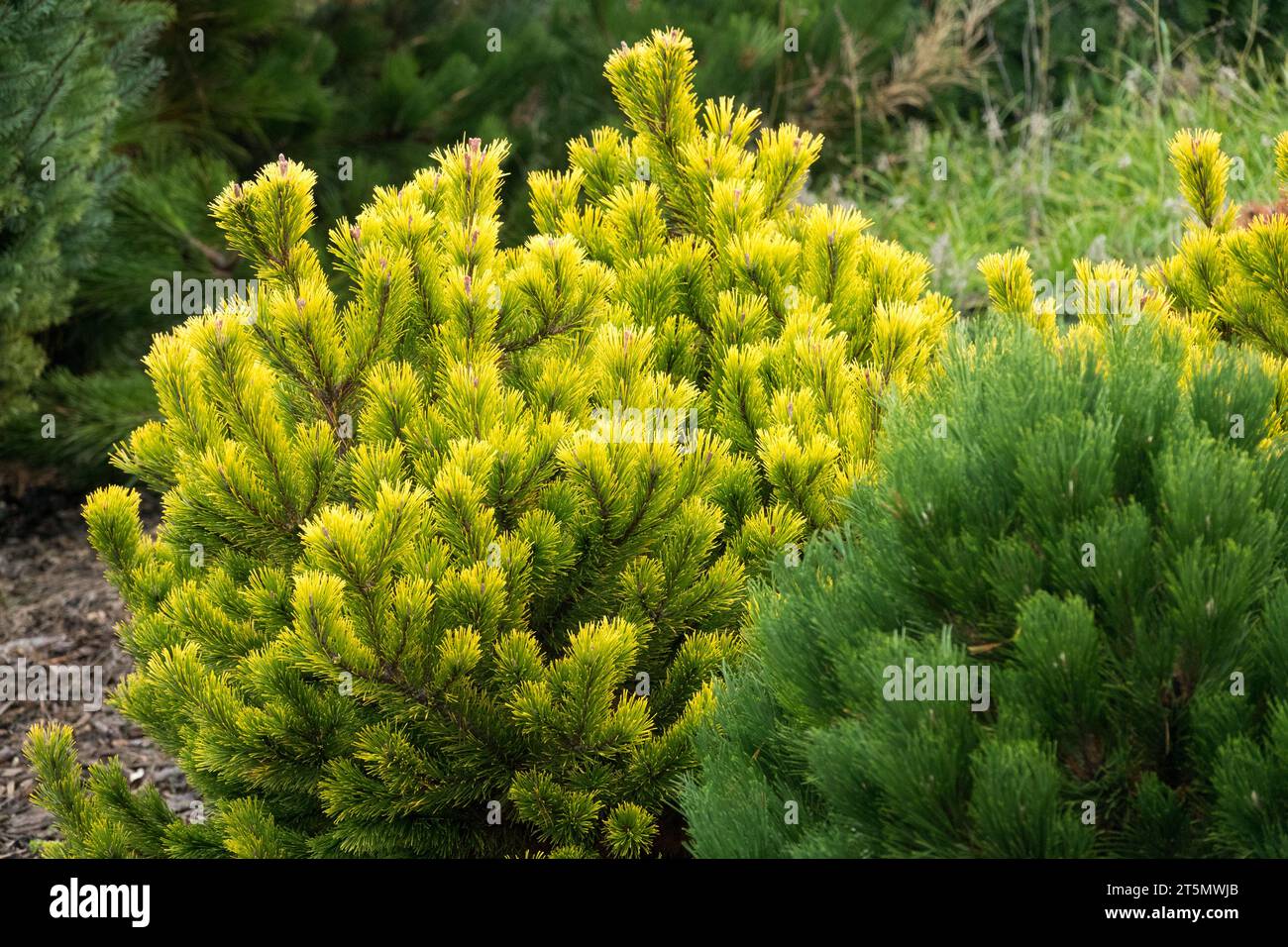 Pinus mugo 'Laarheide', Mountain Pine, Compact, Coniferous, plants, Yellow, Pine, Garden Stock Photo