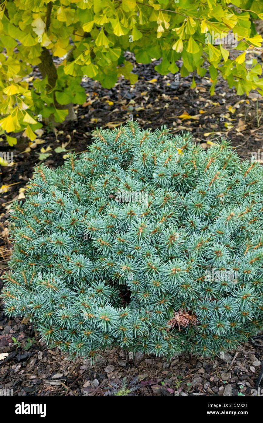 Pinaceae, Plant, Blue Spruce, Coniferous, Dwarf Spruce, Season, Maidenhair Tree, Ginkgo biloba, Gymnospermae, Picea pungens 'Haleys Blue' Stock Photo