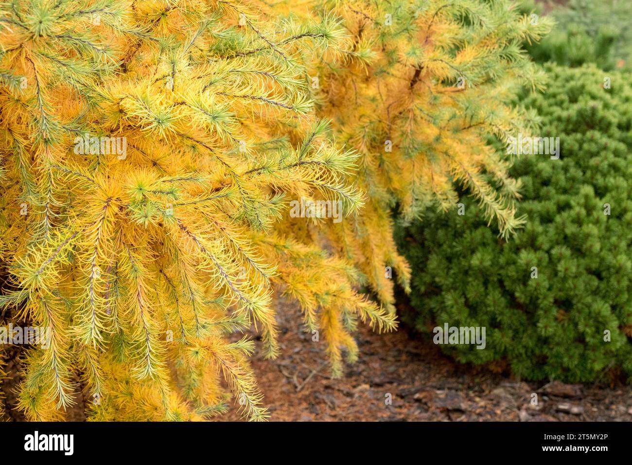 Larix, autumn, Foliage, autumnal, Japanese Larch, Larix kaempferi 'Little Bogle', Conifer in garden Stock Photo
