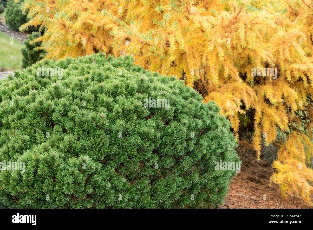 Scots Pine, Pinus sylvestris 'Doone Valley', Japanese Larch, Larix kaempferi 'Little Bogle' Stock Photo
