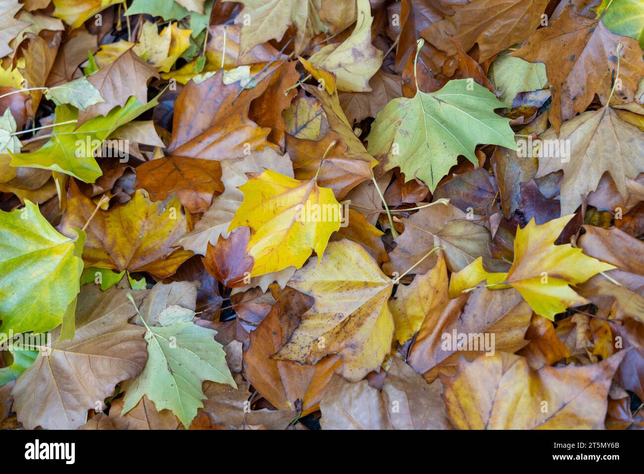 Changing colour leaves hi-res stock photography and images - Alamy