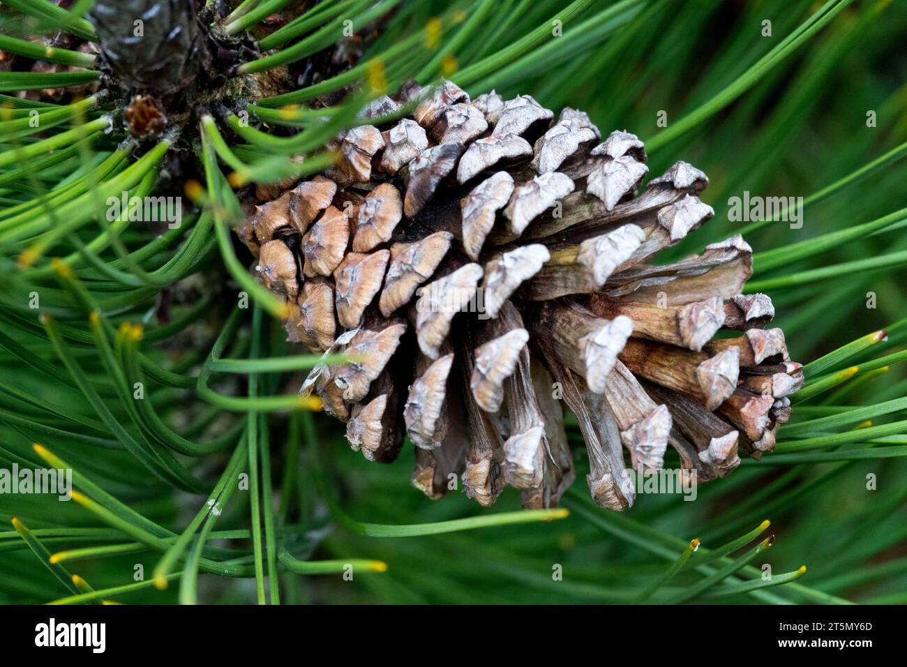 Bosnian Pine, Cone, Pinus heldreichii 'Green' Stock Photo
