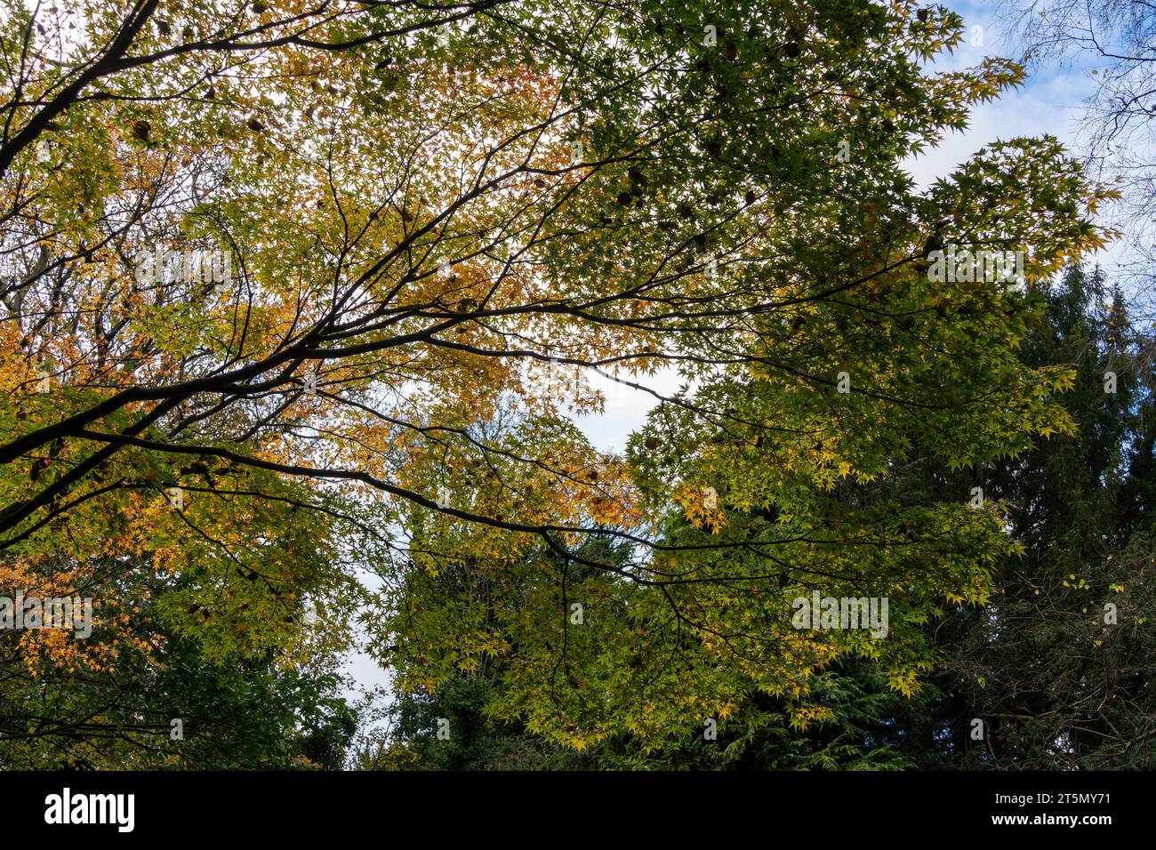 A canopy of Fall or Autumn leaves at Jesmond Dene public park in Newcastle upon Tyne, UK Stock Photo