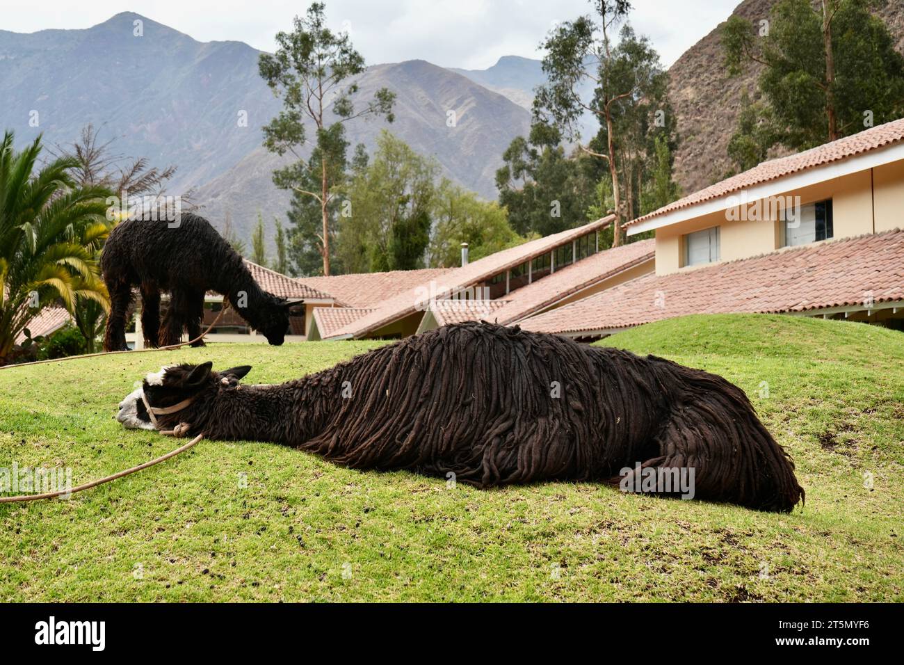 Black Alpaca at Aranwa Sacred Valley Hotel. Cusco, Peru, October 5, 2023. Stock Photo