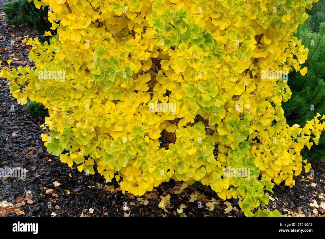 Maidenhair Tree, Ginkgo biloba 